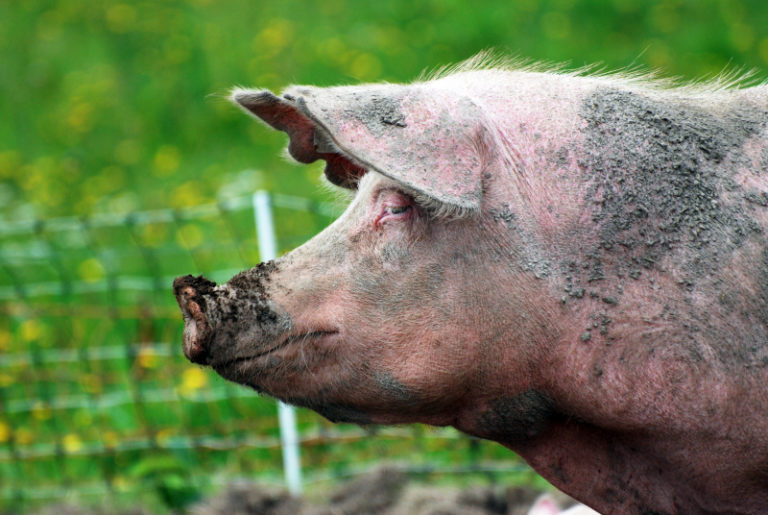 Läkemedelsverket publicerar uppdaterad antibiotikarekommendation för gris