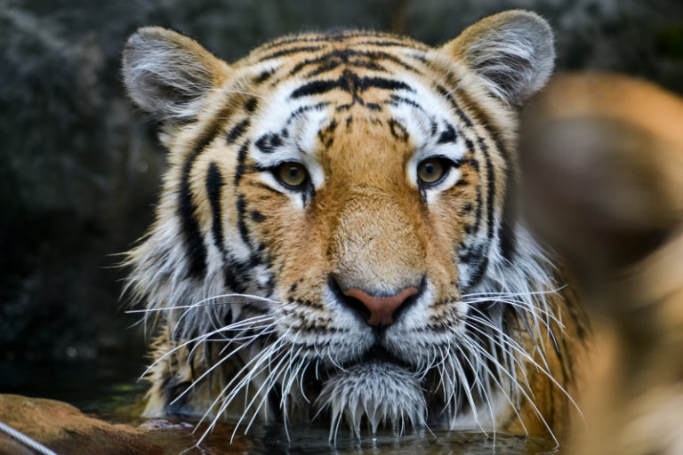 Tiger i New York smittad med coronavirus