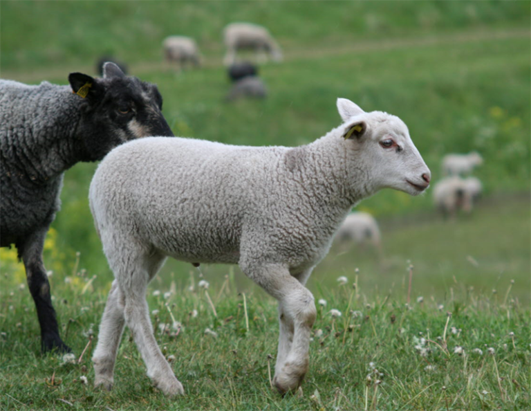 Agrias fårförsäkring omfattar CODD