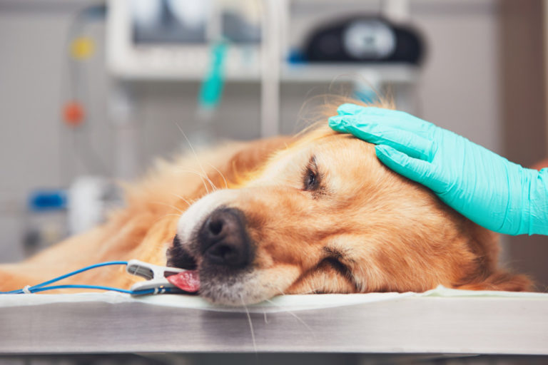 Amerikansk diagnosmetod hittar cancer hos hundar