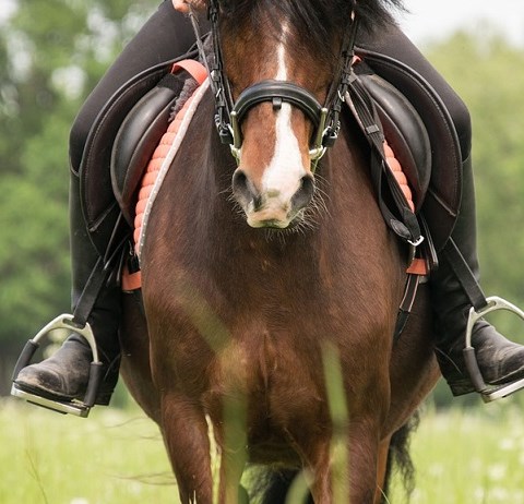Tyngre ryttare påverkar inte hästen på kort sikt