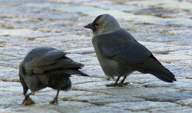 Fler döda kajor i Uppsala