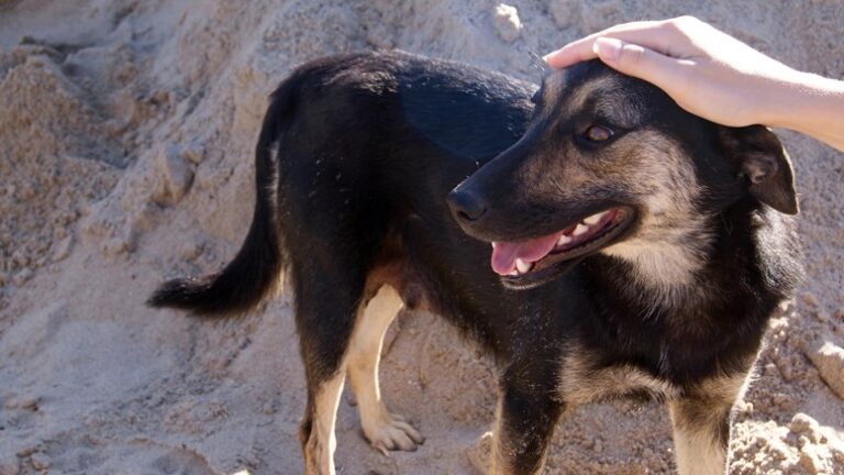 Importhundar ska stickprovskontrolleras för rabies