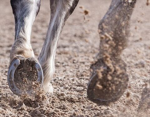 Studie: Hur friska hästar sätter i och lyfter upp hovarna i olika gångarter