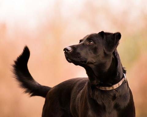 Första bekräftade fallet av TBE hos hund i Sverige