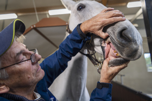 Veterinärer har tagit fram rekommendationer för hästens mun