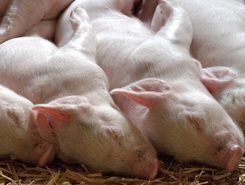 Nytt virus hittat hos griskultingar med skaksjuka