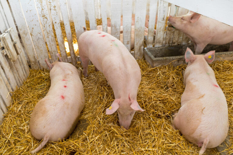 Ny vaccin mot två grissjukdomar