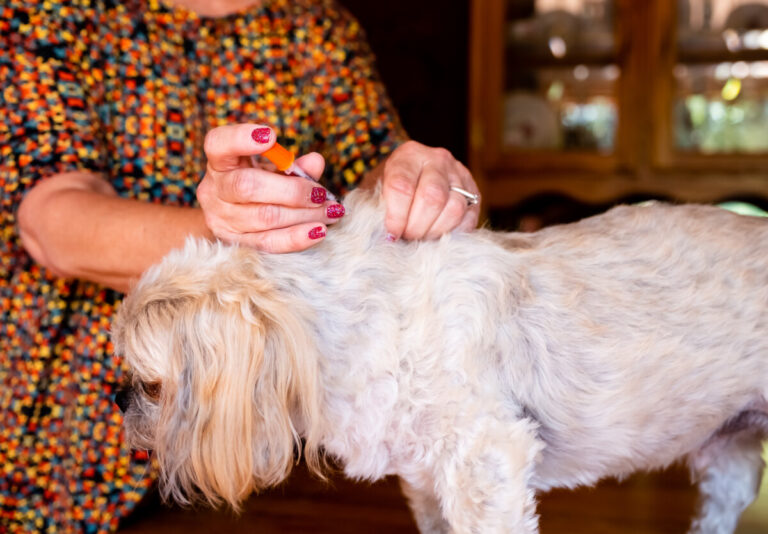 Ägare till hund med diabetes löper större risk att själva drabbas