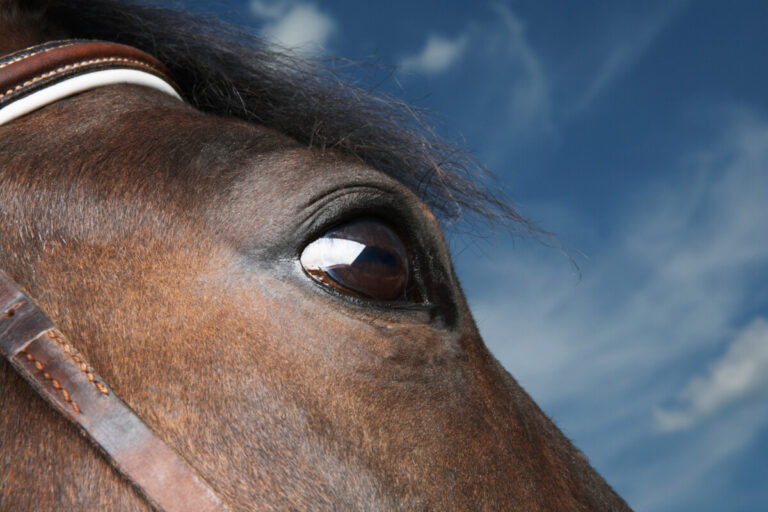 Ge atropinögondroppar med längre intervall – då slipper hästen kolik