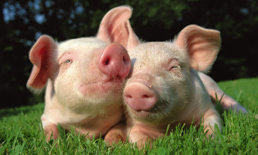 Nytt forskningsprojekt hjälper grisar vid avvänjning