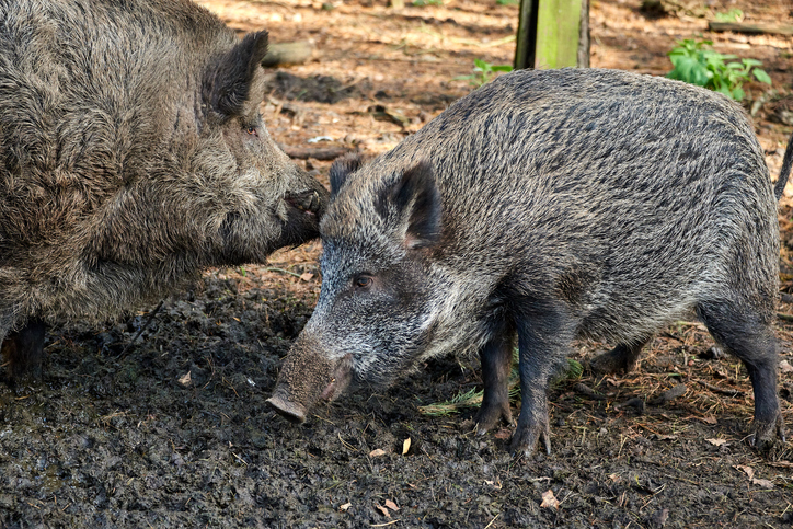 EU-kommissionen föreslår nya regler för övervakning av afrikansk svinpest