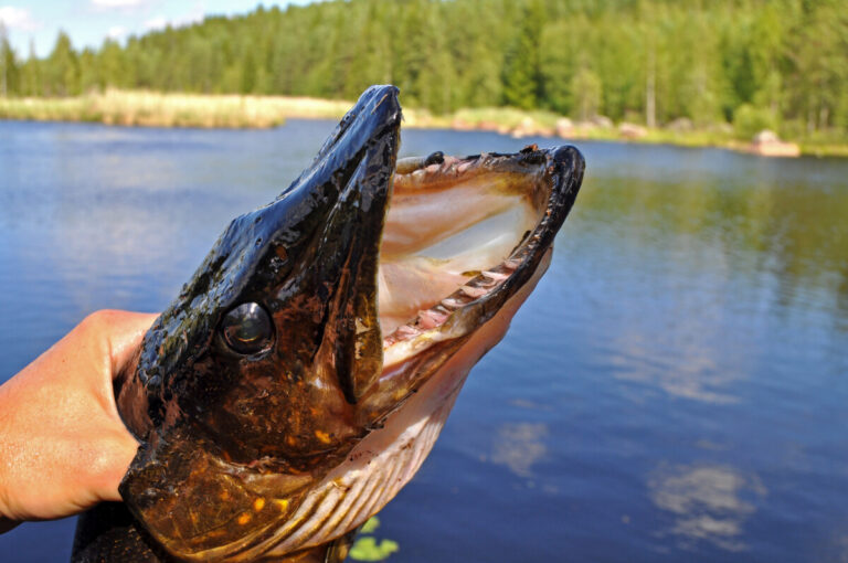 Även fiskar behöver djurskydd