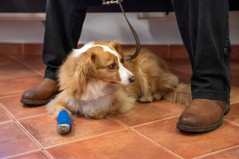 Jordbruksverket slår larm om veterinärbristen till Näringsdepartementet