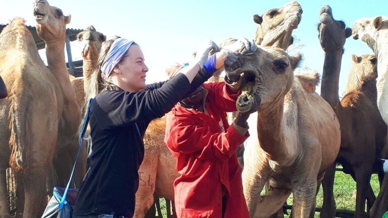 Svensk forskare disputerar på mastit hos kameler