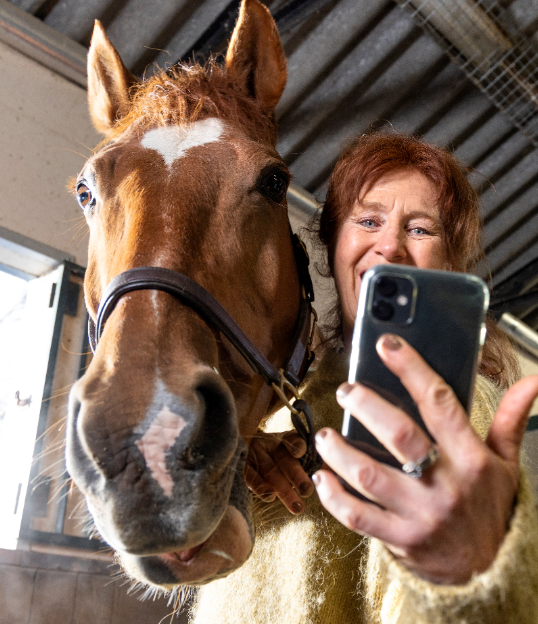 Trögt för veterinär-app för hästar