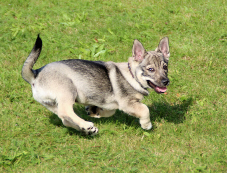 Vallhundar synkroniserar sin stressnivå med ägarens