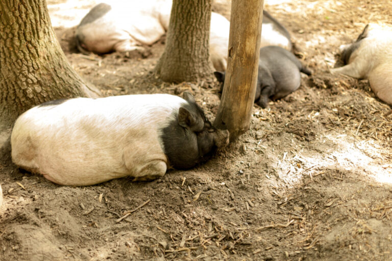 Ny oro för afrikansk svinpest i Kina
