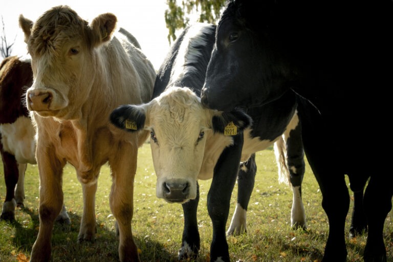 Mjölkproduktion i norr får mest jordbruksstöd