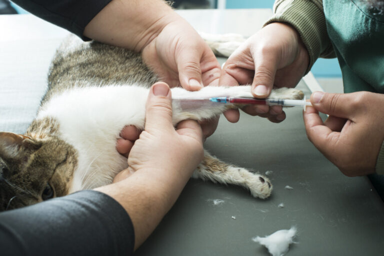 Nytt test kan upptäcka tidig hjärtsjukdom hos hund och katt