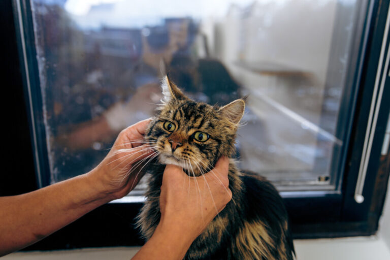 Märkning av katter kommer ett steg närmare