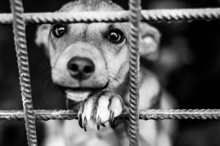SKK kräver hårda politiska tag mot hundsmugglingen