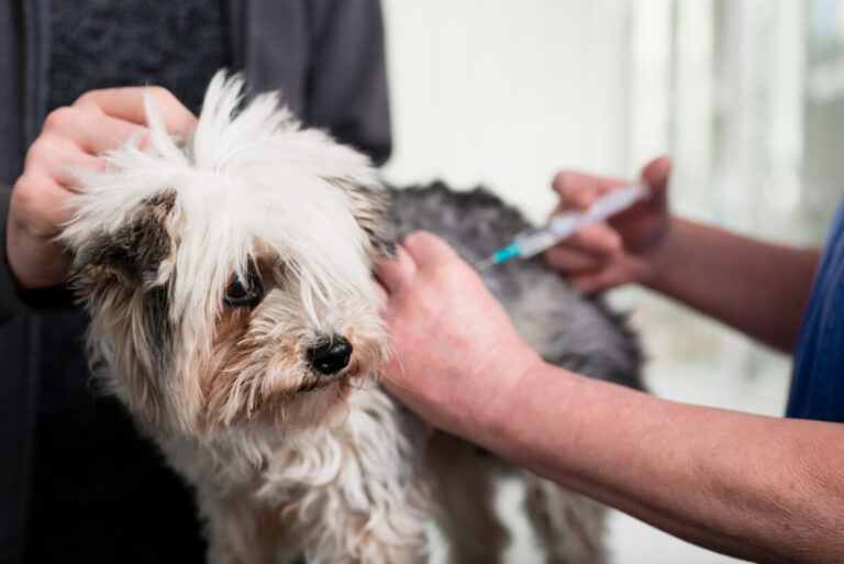 Nytt vaccin mot kennelhosta lanseras