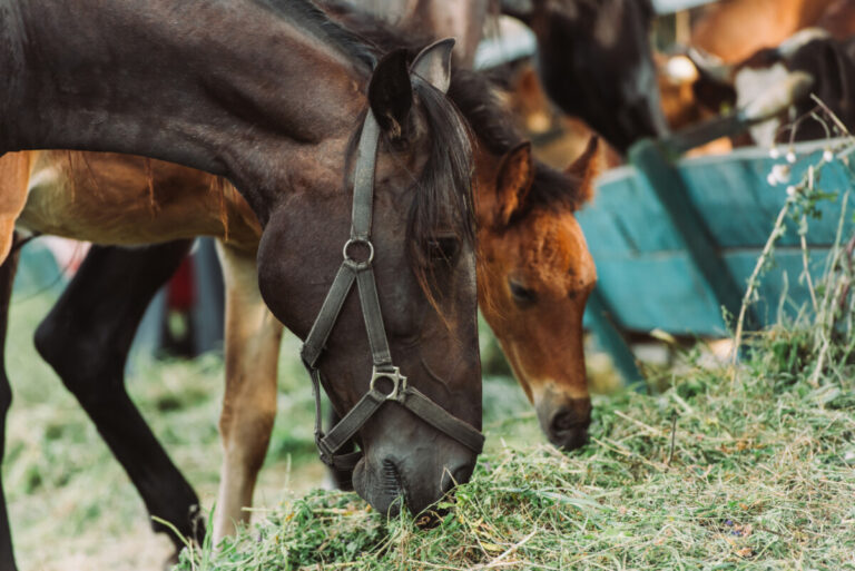 SLU får medel till projektet ”Vallfoder till hästar ur ett utfodringsperspektiv ”