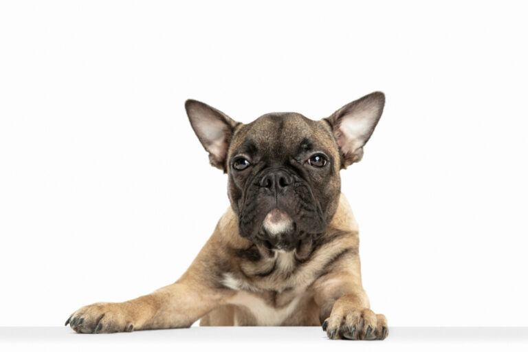 God ögonkontakt bakom hundägares val av brakycefala raser