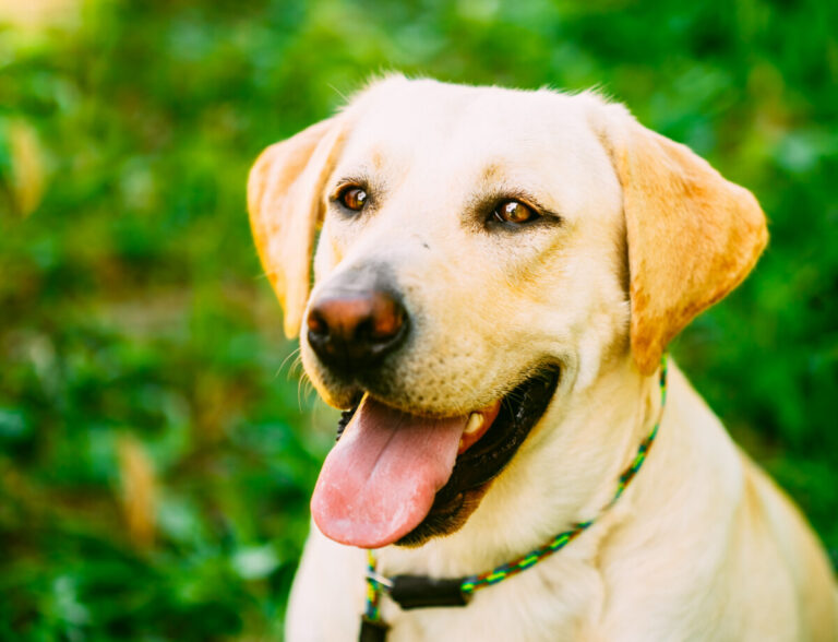 Kortison ger kortvarig förändring i antalet blodceller hos hund