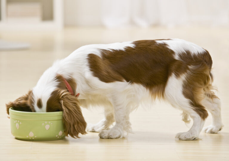 Färskt hundfoder kan sprida antibiotikaresistens i Europa