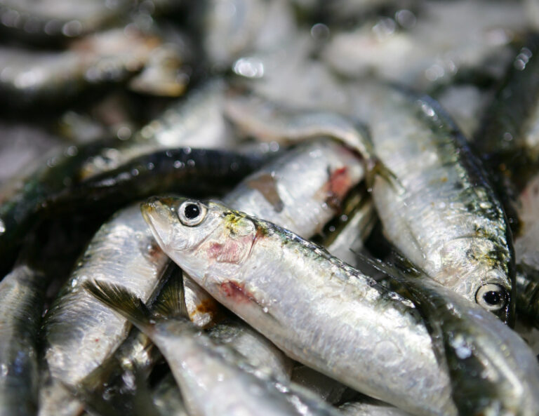 Vildsvinspaketet utvidgas och fiskberedningen ska analyseras