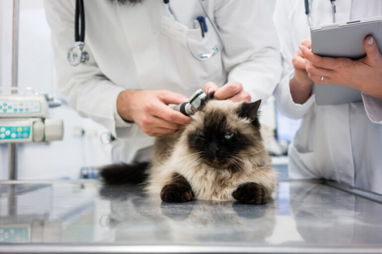 Läkemedelsverket varnar om risker vid icke-avsedd användning av örongel till katt
