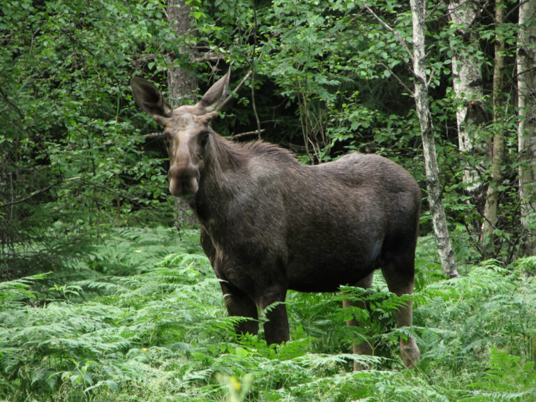 Klövviltsarter olika bra på att sprida fästingburna sjukdomar