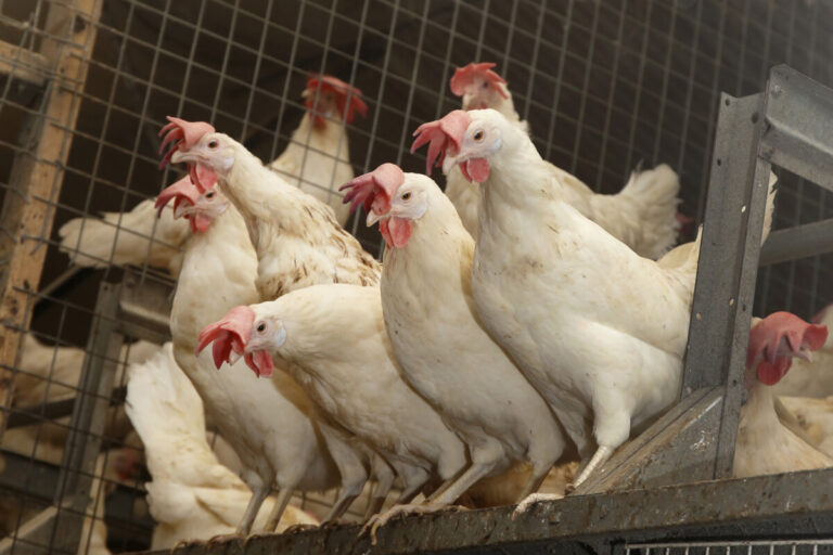 Jordbruksverket får extra pengar för fågelinfluensan
