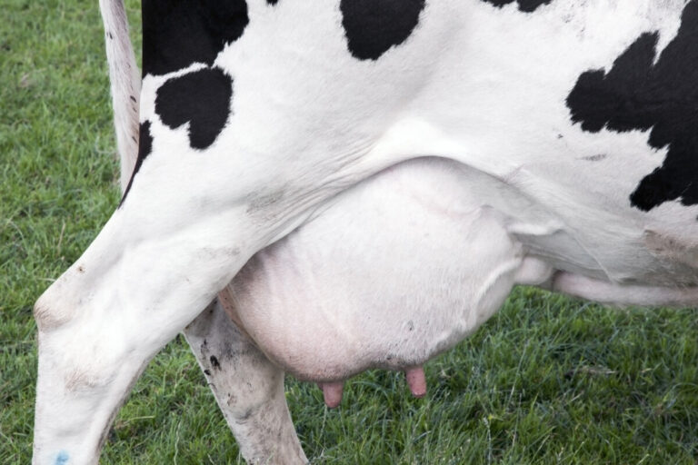 Företag som har mjölkkor minskar kraftigt