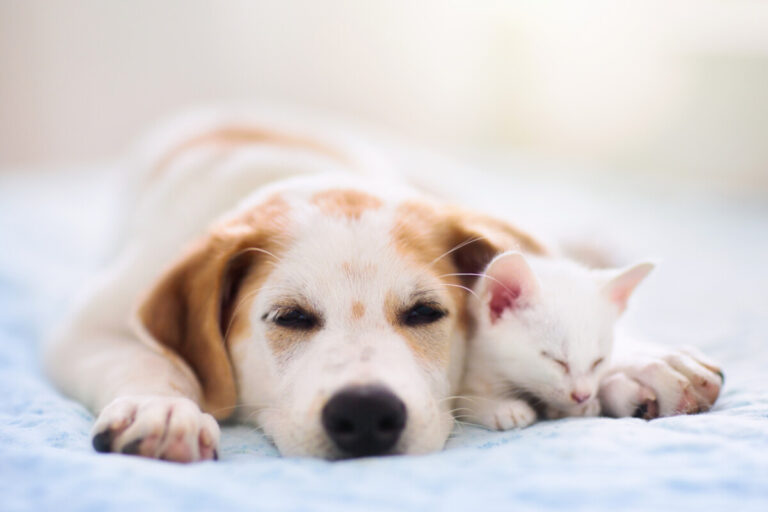 Två nya läkemedel för oroliga hundar och katter