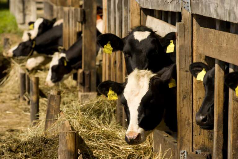Agria-pengar till stärkt djurvälfärd och klimatanpassat lantbruk