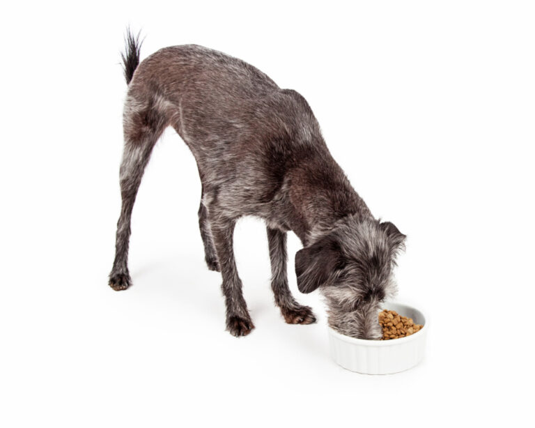 Byte av hundfoder ändrar tarmens mikrobiota snabbt