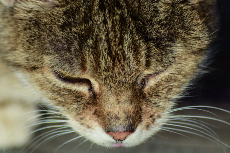 WSAVA uppdaterar riktlinjer för att behandla smärta hos katt