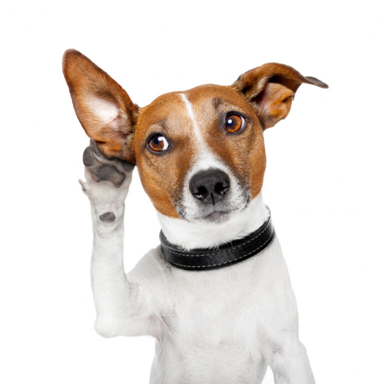 Hörselnedsättning höjer risken för demens hos hundar