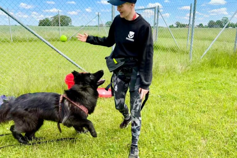 Allt fler hundar lämnas till Hundstallet