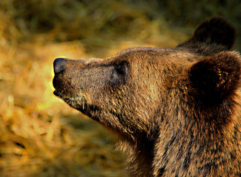 Trikiner hittade hos björn och vildsvin