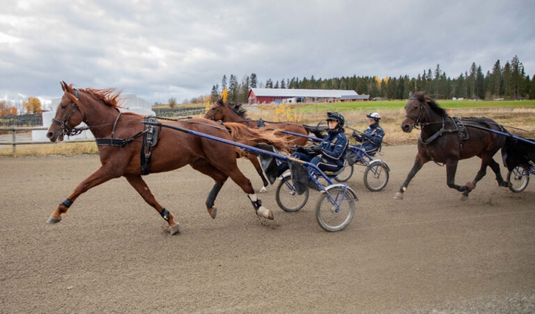 Så hårt spänns tömmarna i ett travlopp