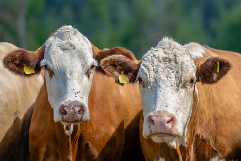 Officiella veterinärer saknar tillgång till nötkreatursregistret