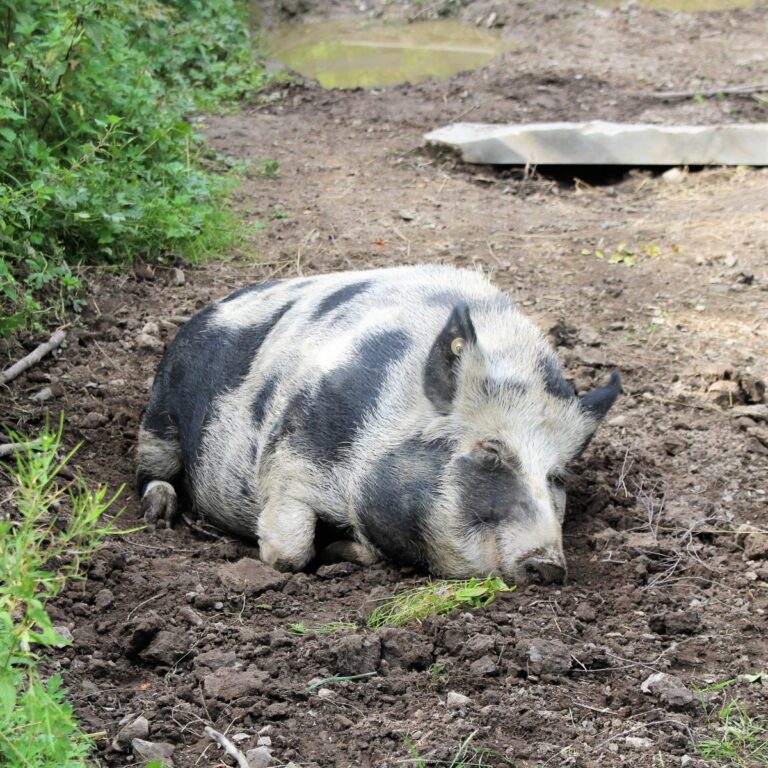 Små förändringar i antalet djur på svenska gårdar