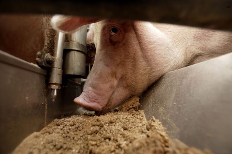 Effektivare användning av djurfoder kan mätta 1 miljard människor
