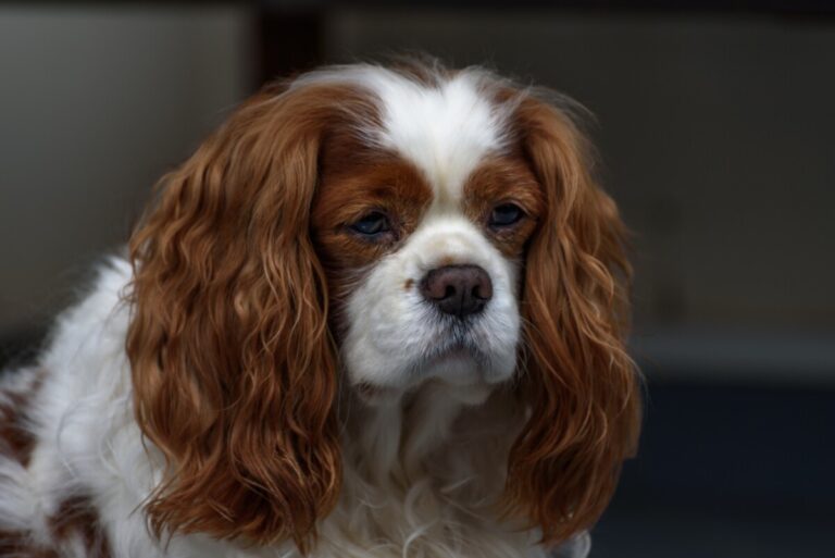 Norsk hovrätt: Otillåtet att avla på cavalier king charles spaniel i Norge