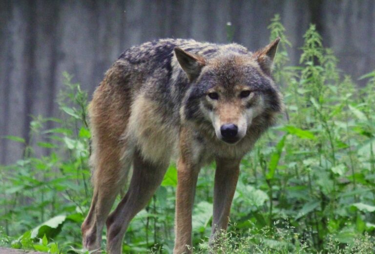 Skandinaviska vargar bär på många skadliga mutationer