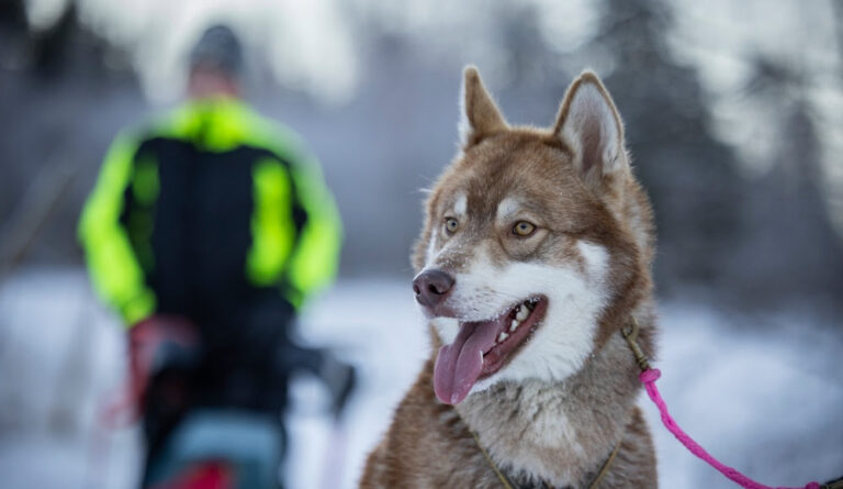 Årets bragdhund drog upp lillhusse ur isvaken